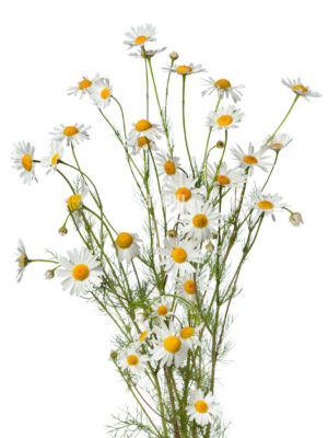 Chamomile Bunch