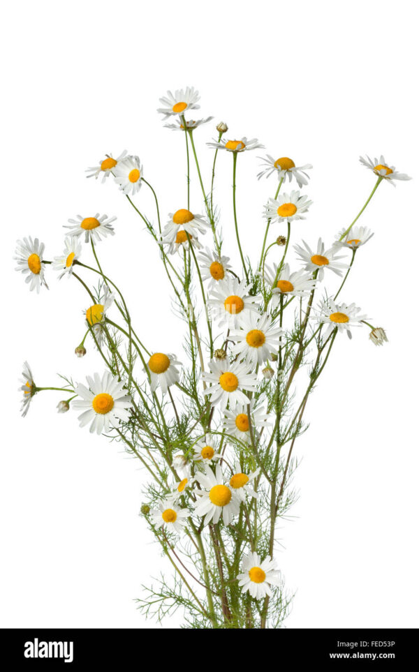 Chamomile Bunch