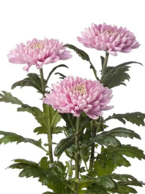 Pink Chrysanthemum Dubai fresh flower stem