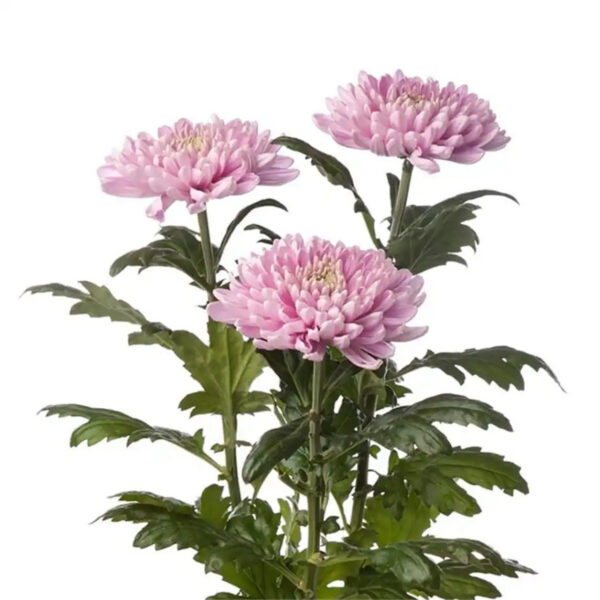 Pink Chrysanthemum Dubai fresh flower stem Pink Chrysanthemum Dubai fresh flower stem