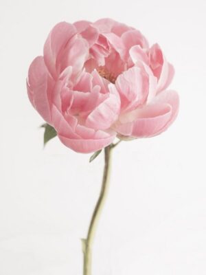 Peony Flower