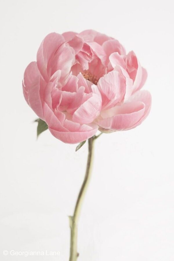 Peony Peony Flower