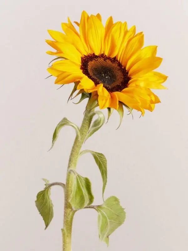 Sunflower Sunflower