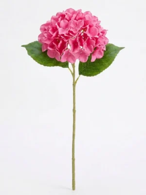 Pink hydrangea flower stem with green leaves on white background