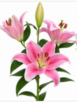 Pink lily flower stem with green leaves on white background