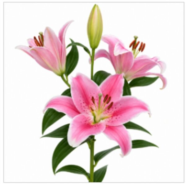 Pink lily flower stem with green leaves on white background