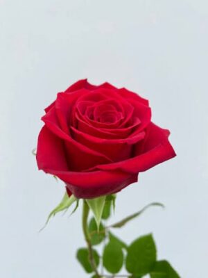 Single red rose flower with green leaves on light background