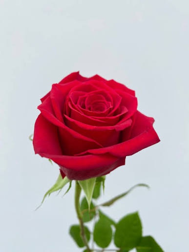 Single red rose flower with green leaves on light background Single red rose flower with green leaves on light background